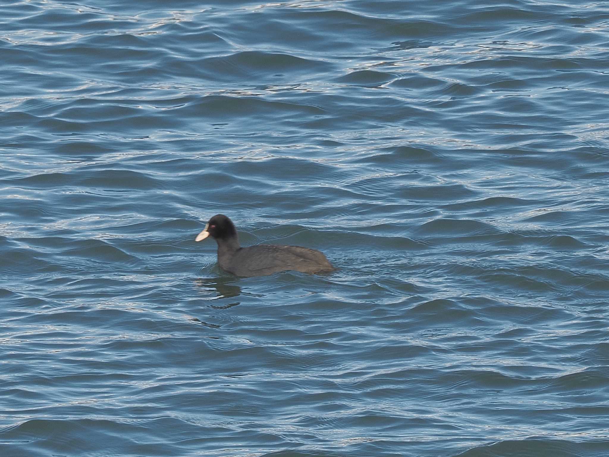 Photo of Eurasian Coot at 笠松みなと公園 by MaNu猫