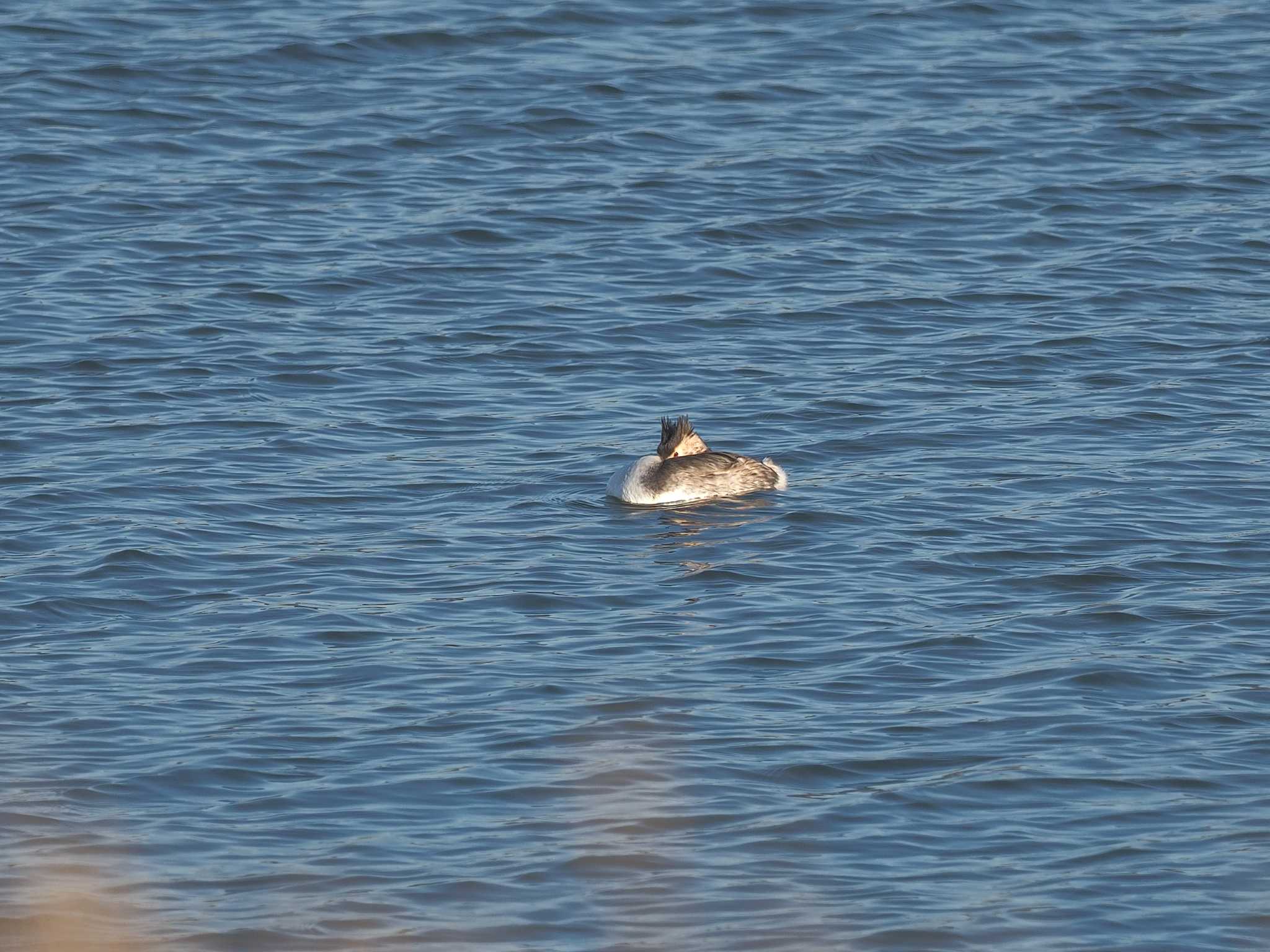 Great Crested Grebe