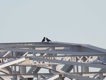 ハシボソガラス 笠松みなと公園 2024年2月7日(水)