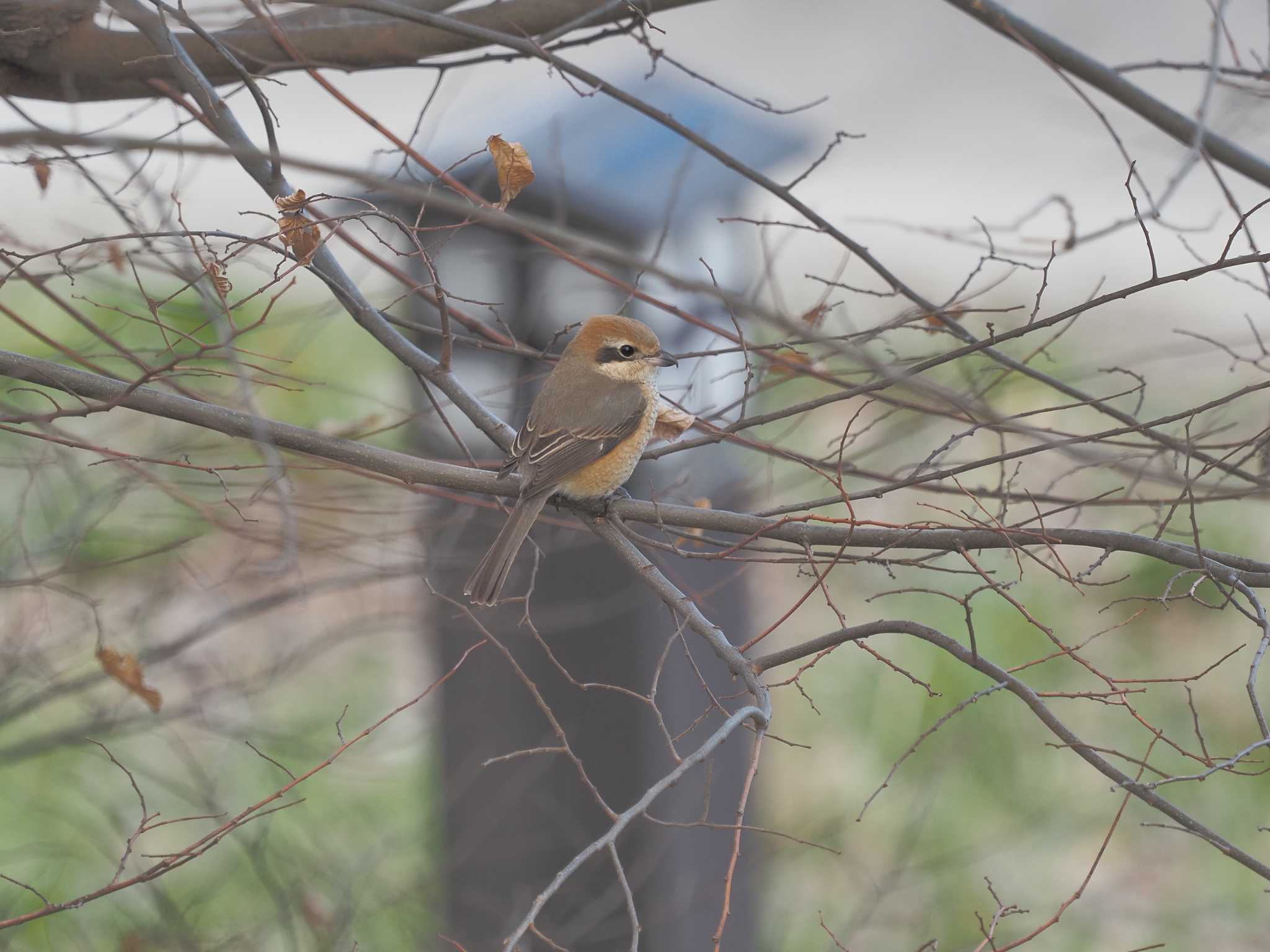 Photo of Bull-headed Shrike at 笠松みなと公園 by MaNu猫