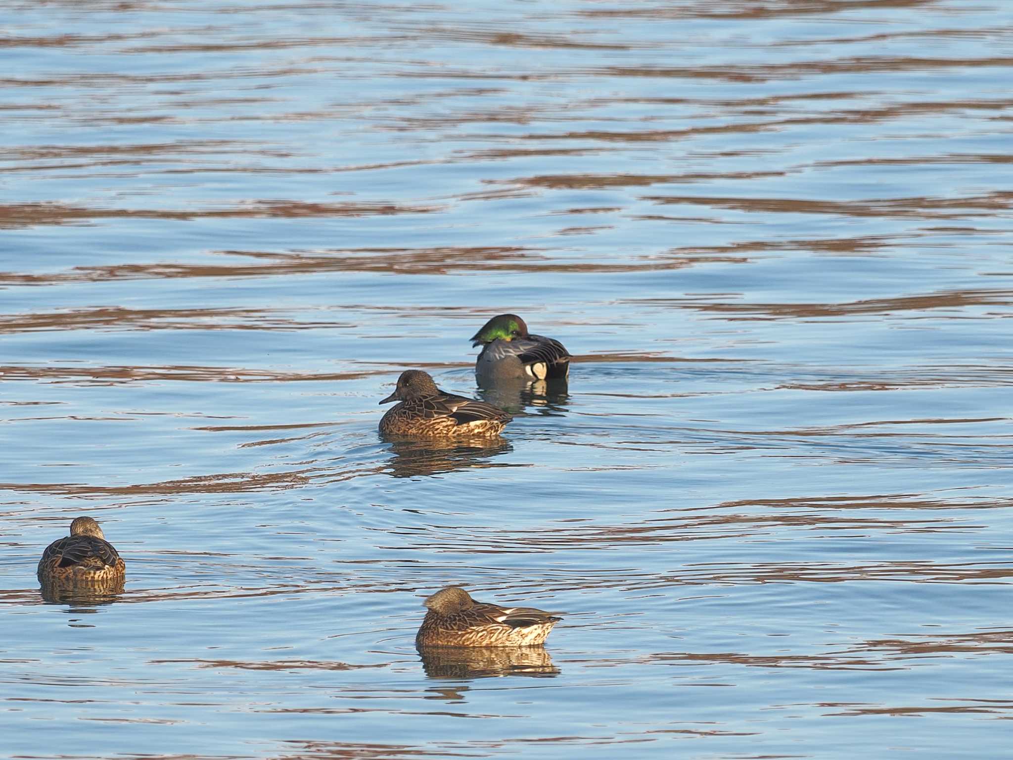 Photo of Falcated Duck at 笠松みなと公園 by MaNu猫