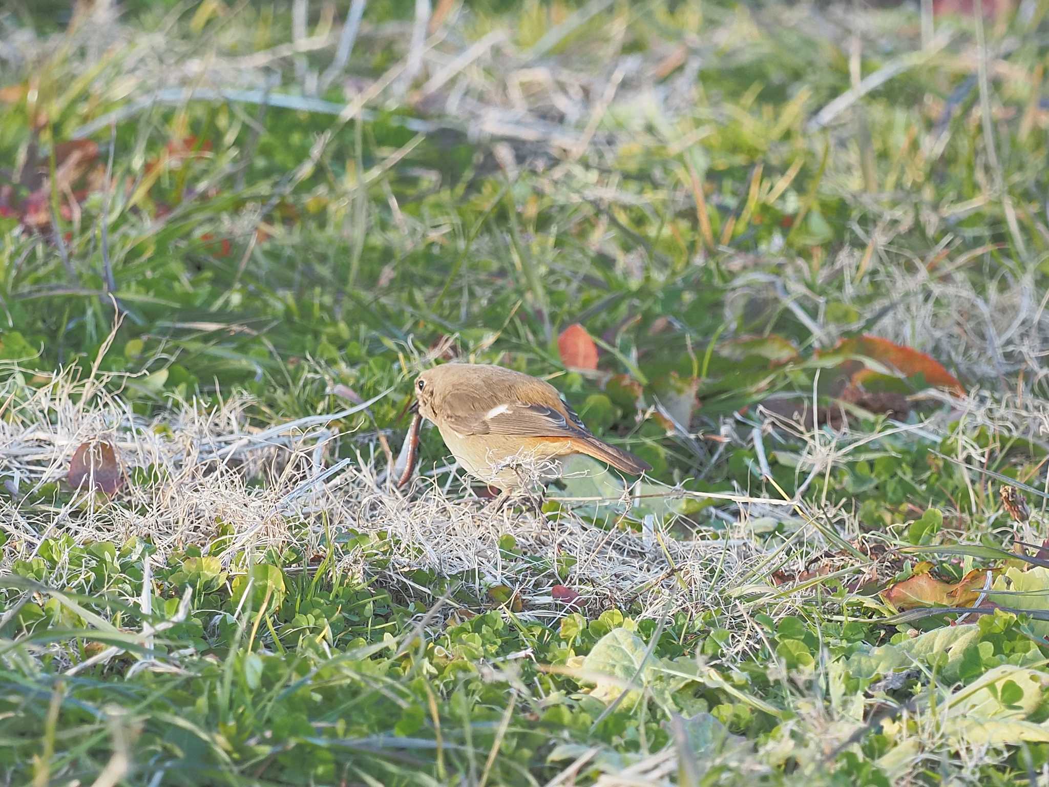 Daurian Redstart