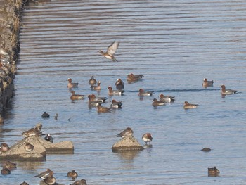 ヒドリガモ 笠松みなと公園 2024年2月7日(水)