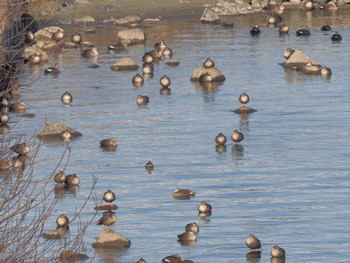 カイツブリ 笠松みなと公園 2024年2月7日(水)