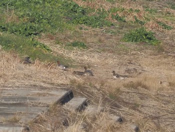 ヒドリガモ 笠松みなと公園 2024年2月7日(水)