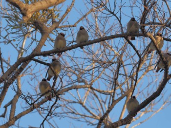 2024年2月7日(水) 笠松みなと公園の野鳥観察記録