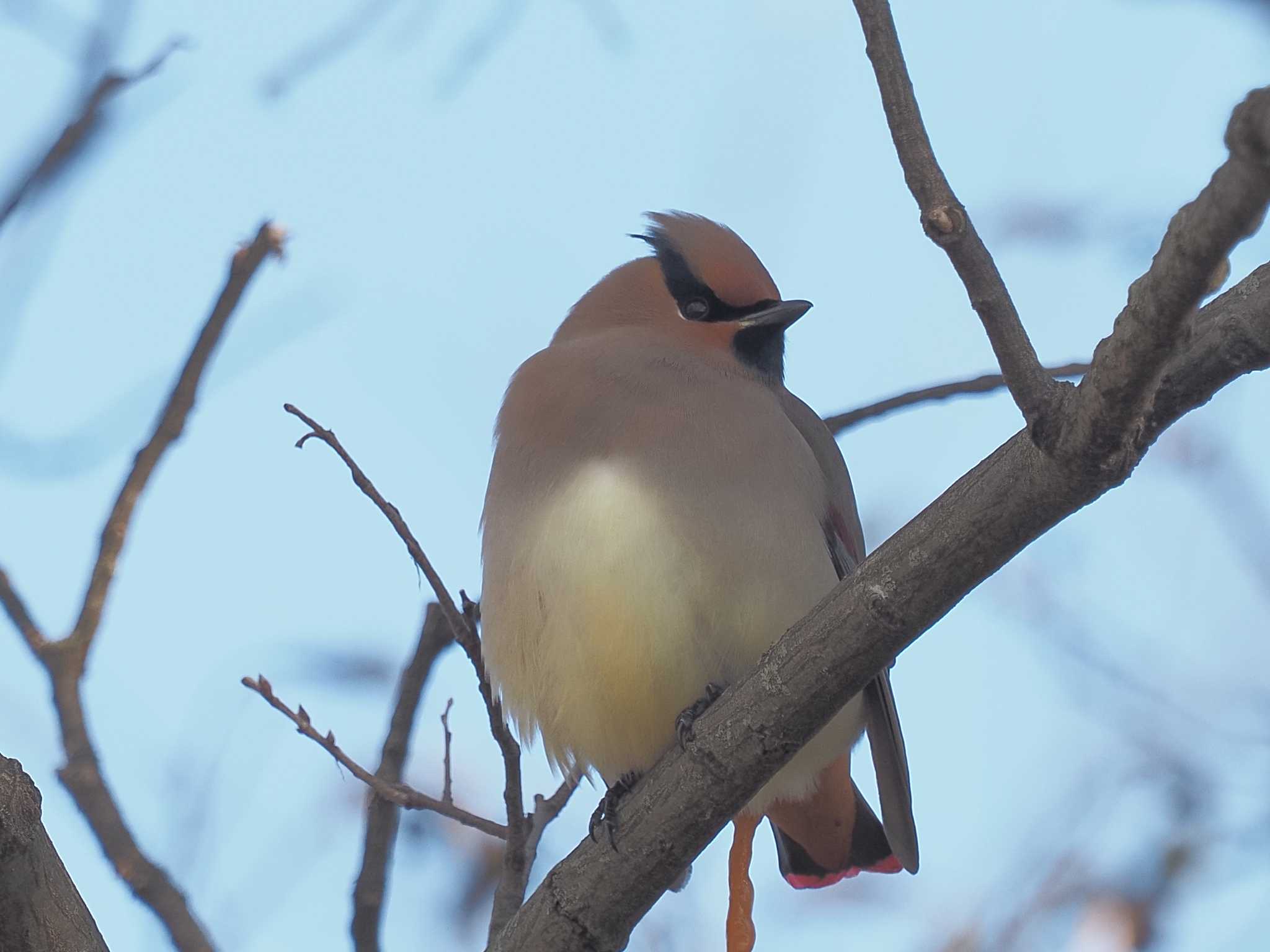 Japanese Waxwing