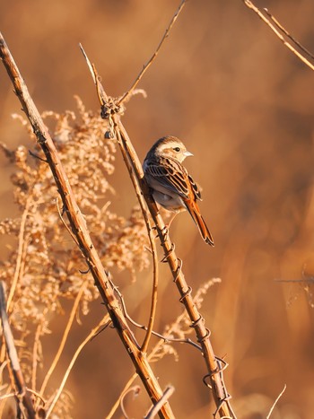 Ochre-rumped Bunting Teganuma Wed, 2/7/2024