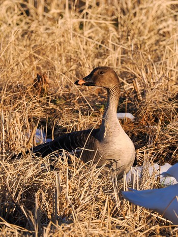 Tundra Bean Goose Teganuma Wed, 2/7/2024