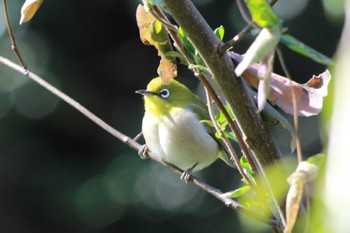 Warbling White-eye 大町自然観察園 Wed, 2/7/2024