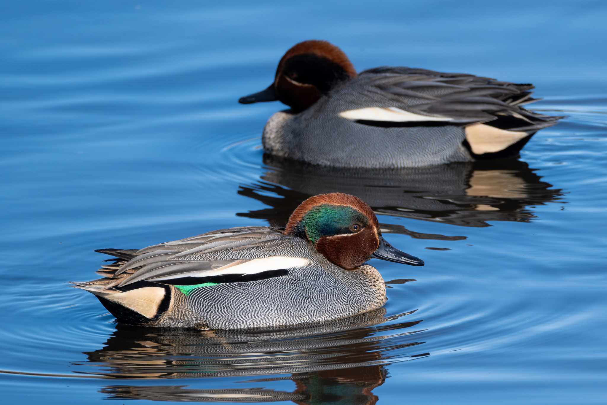 鶴沼公園 コガモの写真 by MNB EBSW