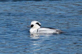 Smew 鶴沼公園 Wed, 2/7/2024