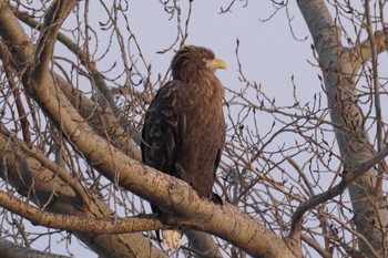 White-tailed Eagle 札幌 Sun, 12/24/2023