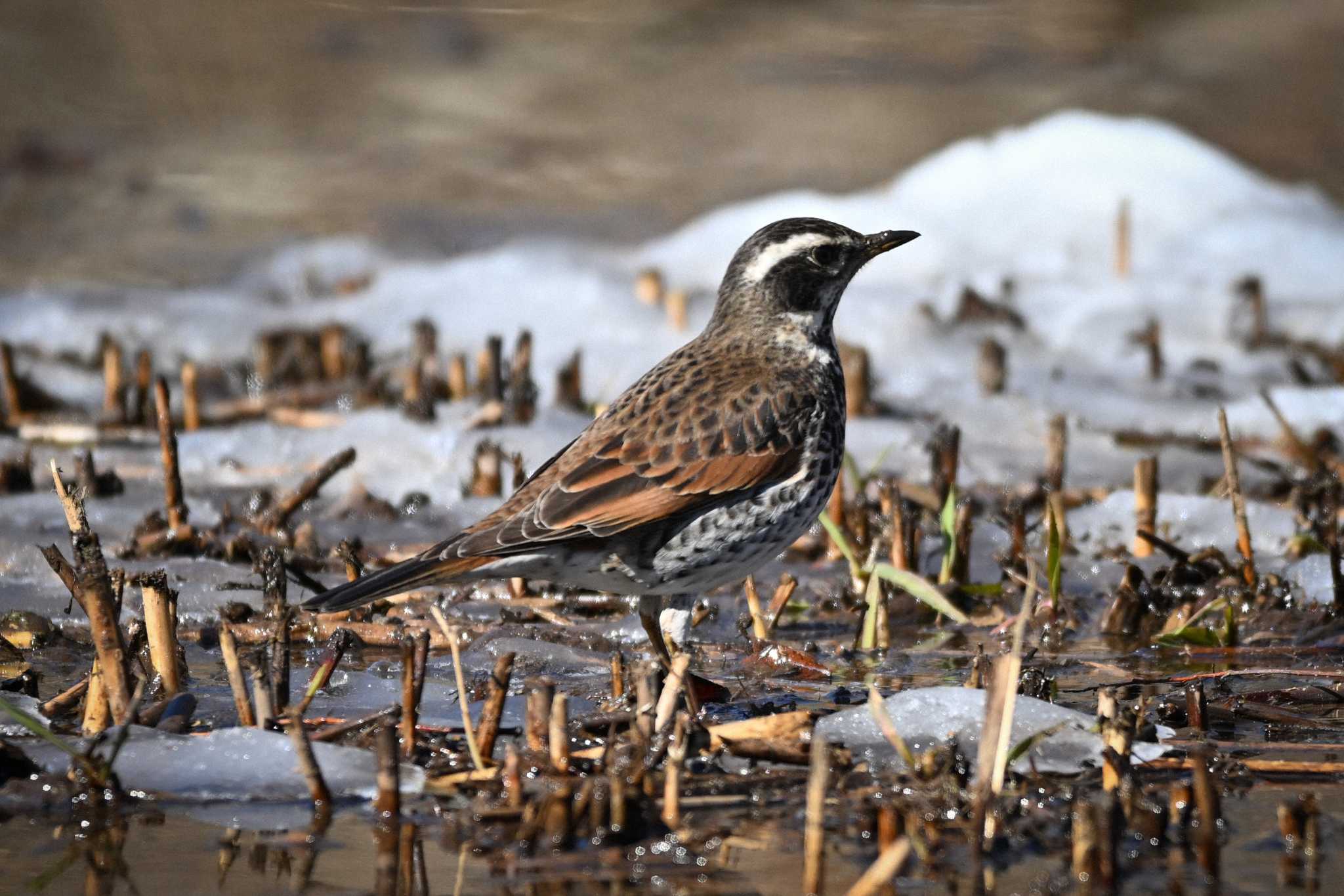 Photo of Dusky Thrush at Kitamoto Nature Observation Park by Yokai