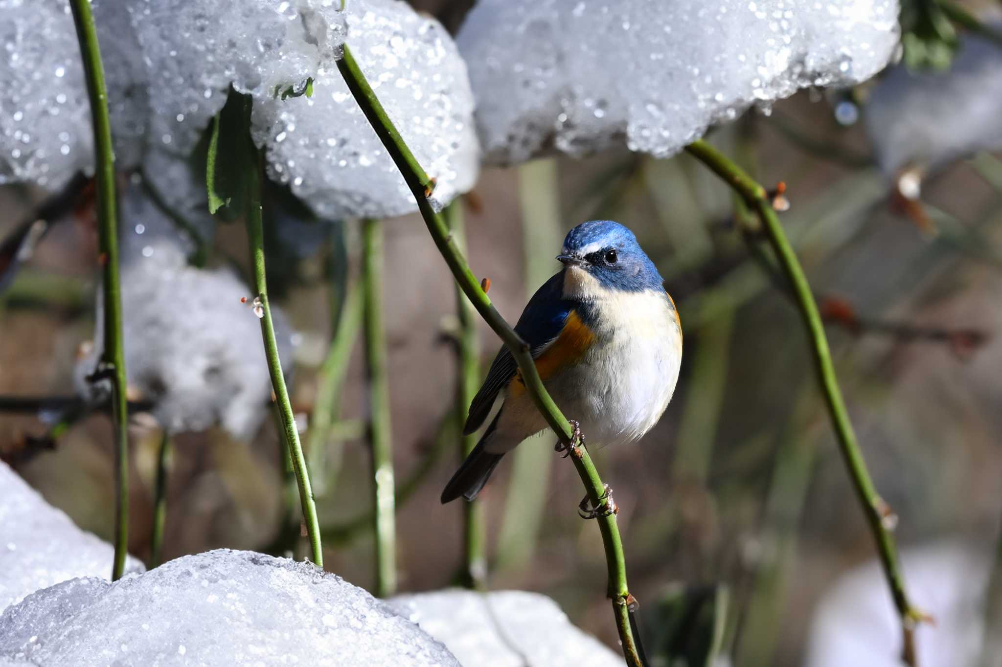 Photo of Red-flanked Bluetail at Kitamoto Nature Observation Park by Yokai