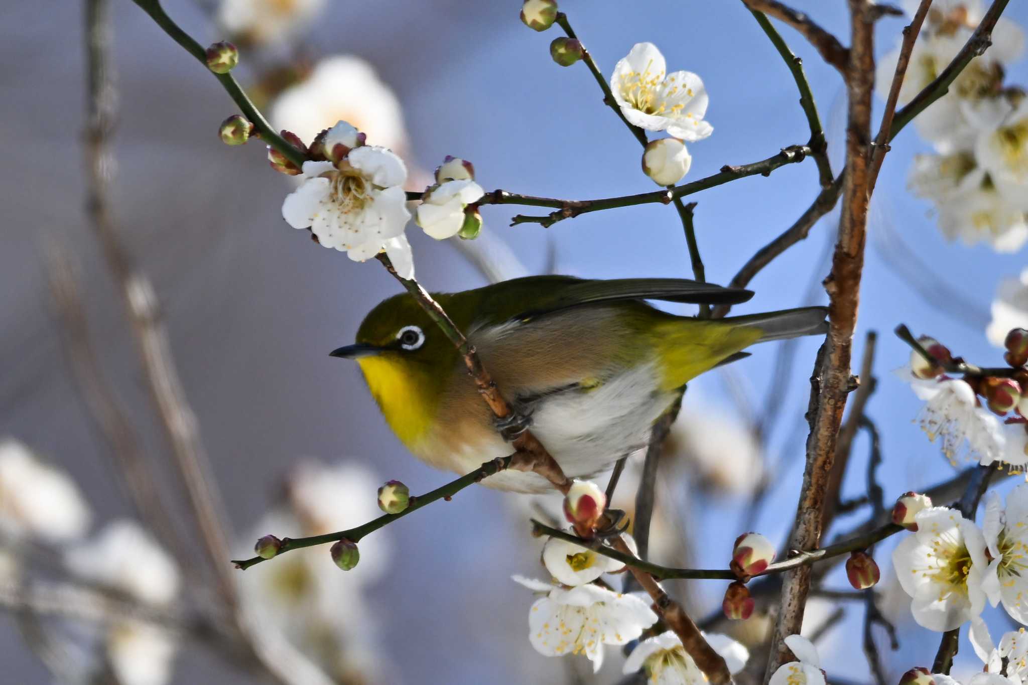 Warbling White-eye