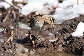 Common Snipe Kitamoto Nature Observation Park Wed, 2/7/2024