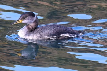 アカエリカイツブリ 奥駿河湾(沼津市) 2024年2月7日(水)