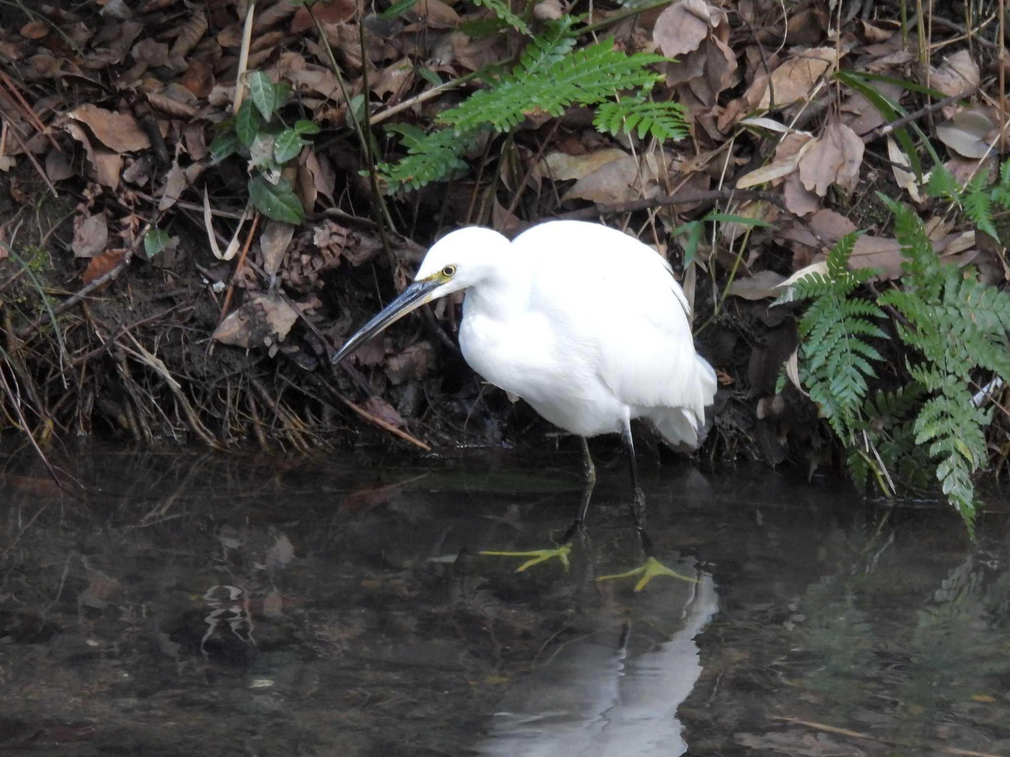 Little Egret