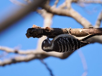 Japanese Pygmy Woodpecker 大堀川水辺公園 Wed, 2/7/2024