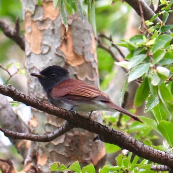 サンコウチョウ 大泉緑地 撮影日未設定