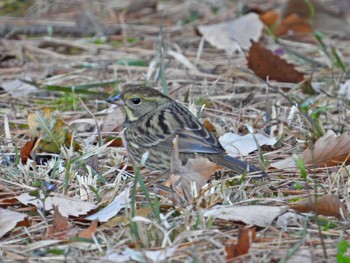 Masked Bunting 庚申山総合公園 Sat, 12/9/2023