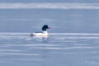 カワアイサ 山中湖 2024年2月4日(日)