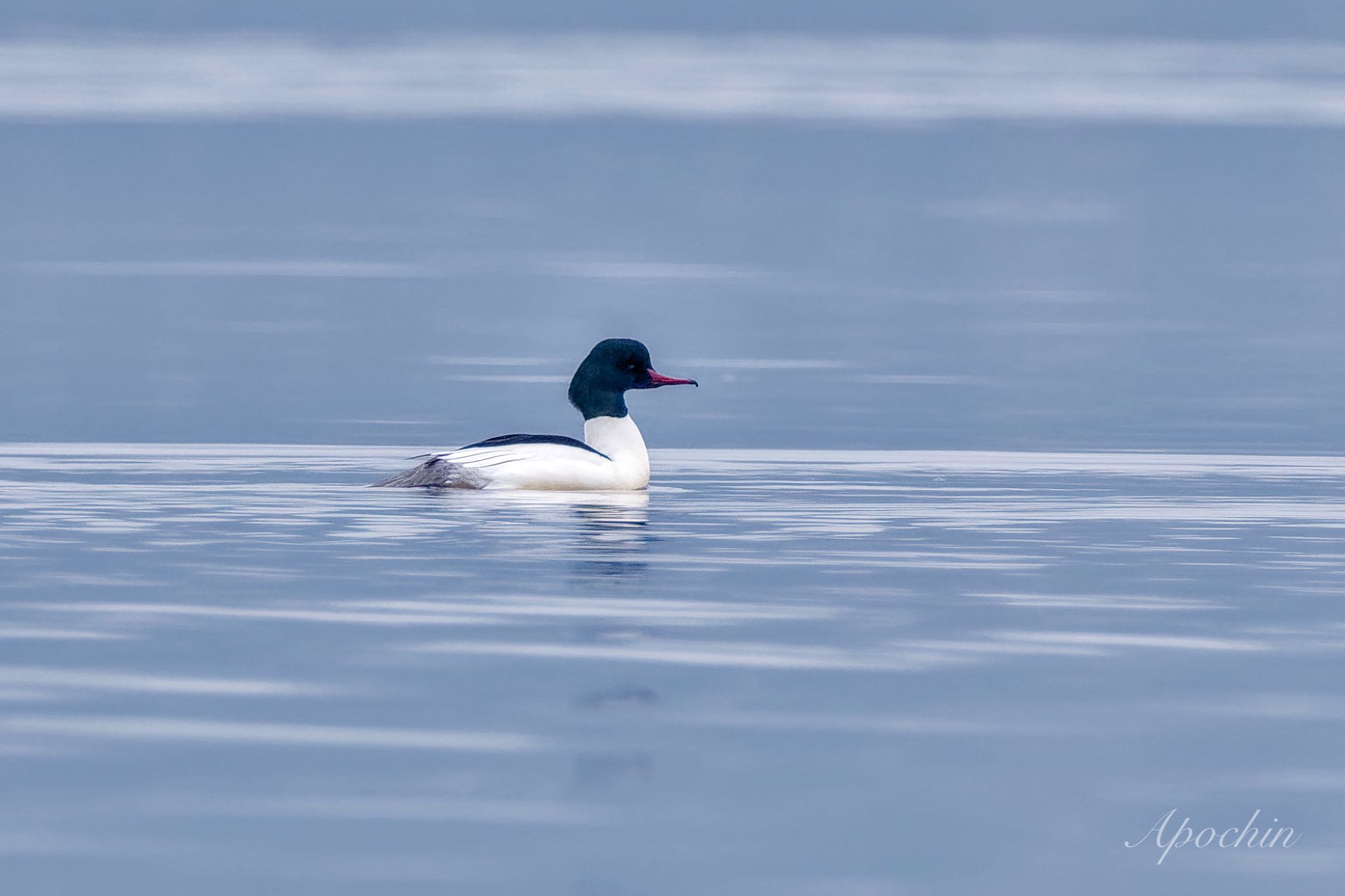 Common Merganser