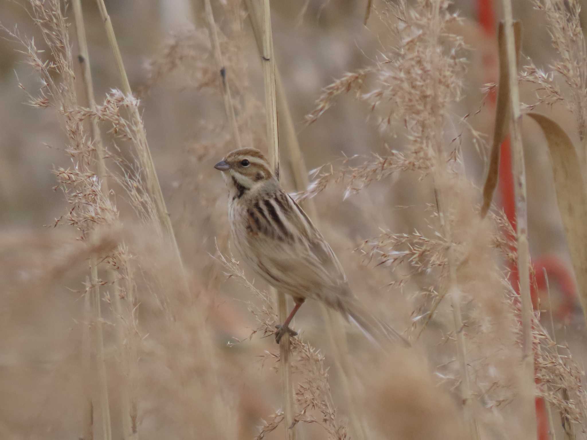 Common Reed Bunting