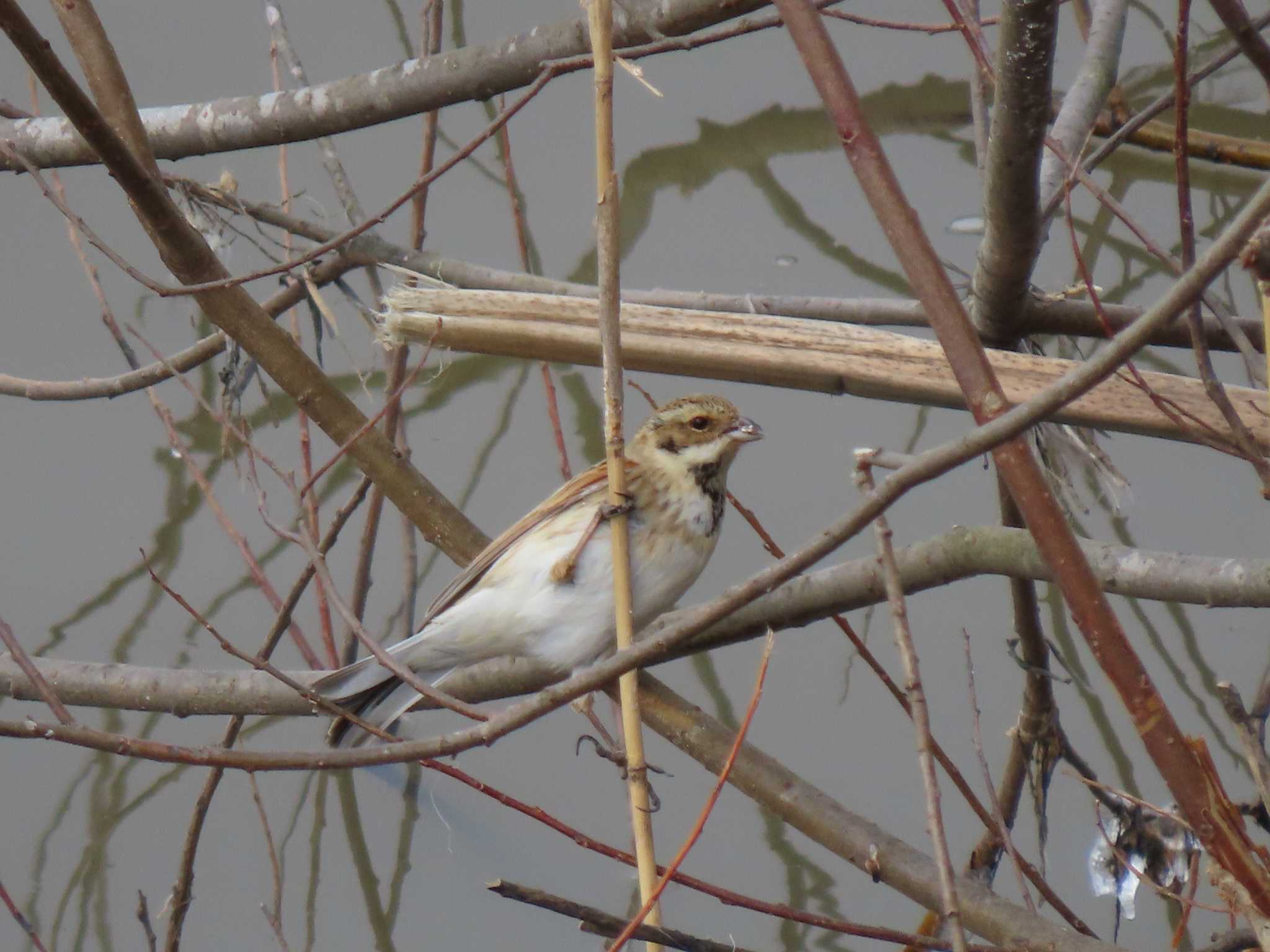 Common Reed Bunting