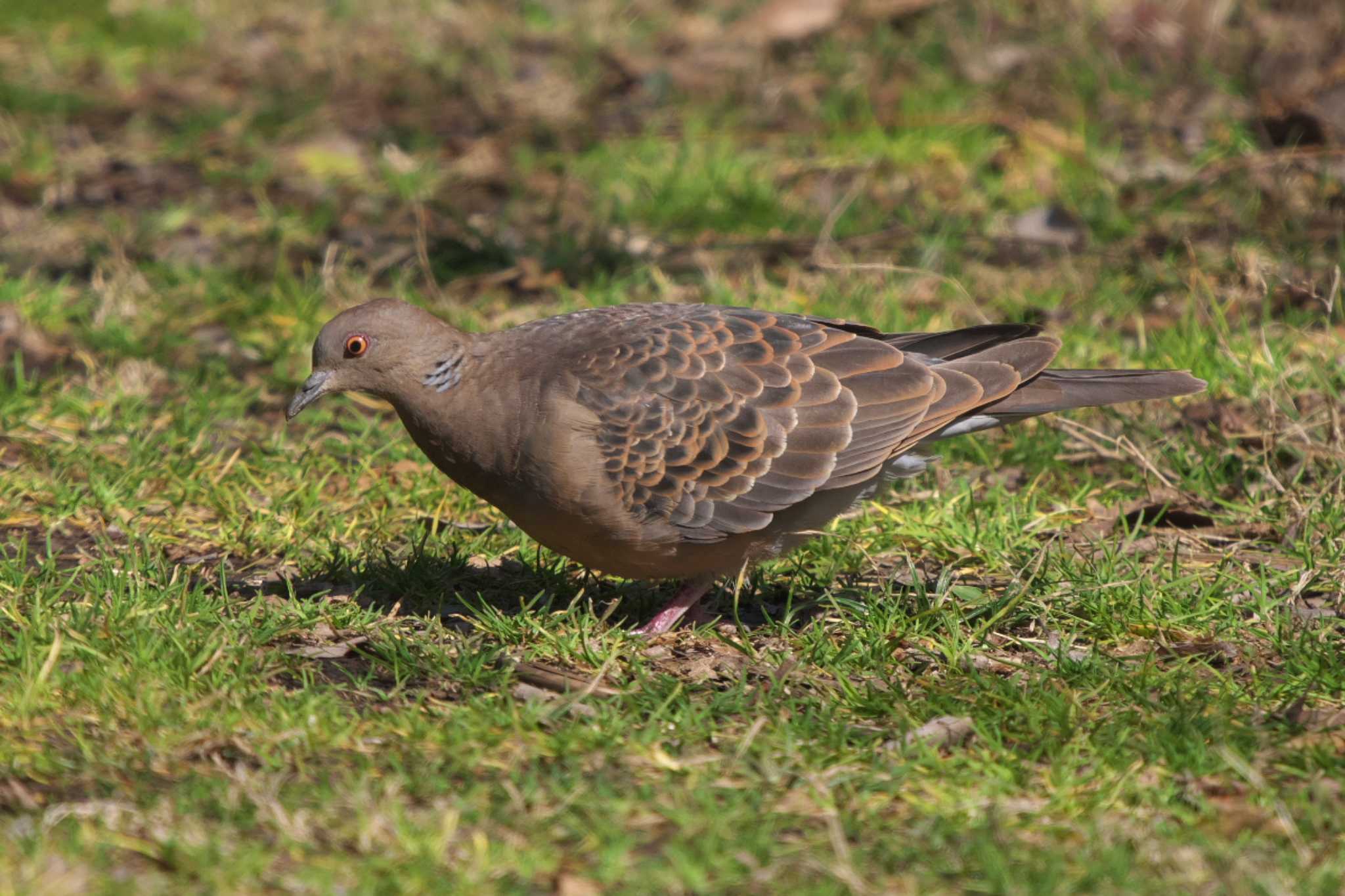 Oriental Turtle Dove