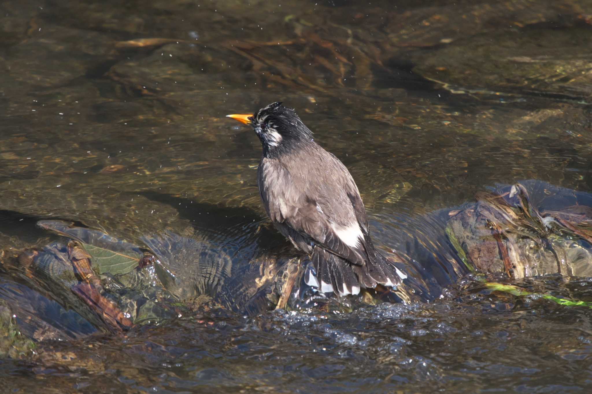 Photo of White-cheeked Starling at 池子の森自然公園 by Y. Watanabe