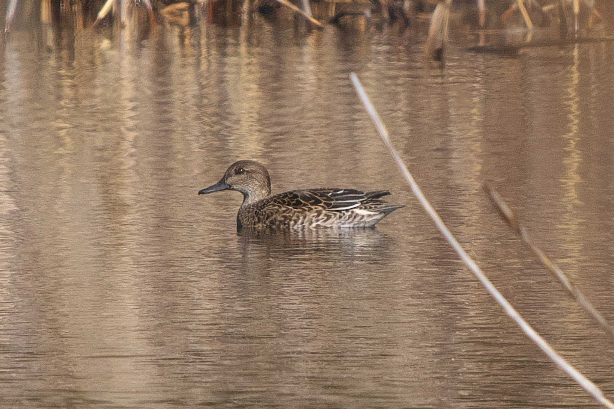 Photo of Eurasian Teal at 池子の森自然公園 by Y. Watanabe