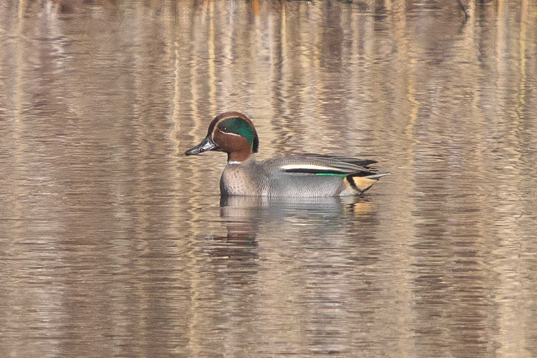 Photo of Eurasian Teal at 池子の森自然公園 by Y. Watanabe