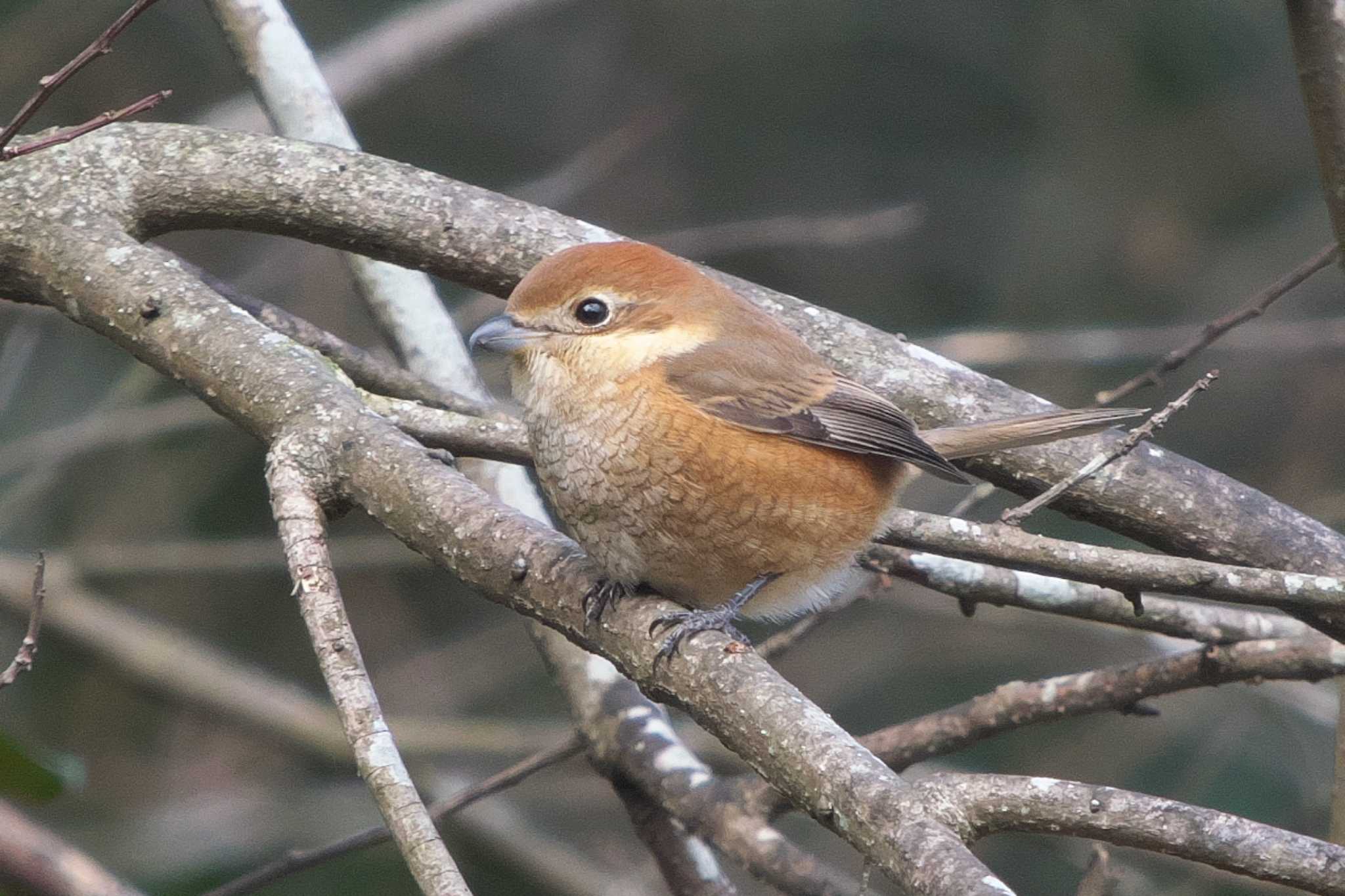 Photo of Bull-headed Shrike at 池子の森自然公園 by Y. Watanabe