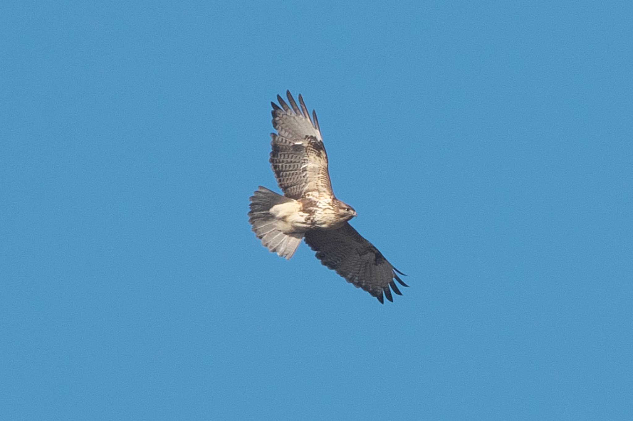 Photo of Eastern Buzzard at 池子の森自然公園 by Y. Watanabe