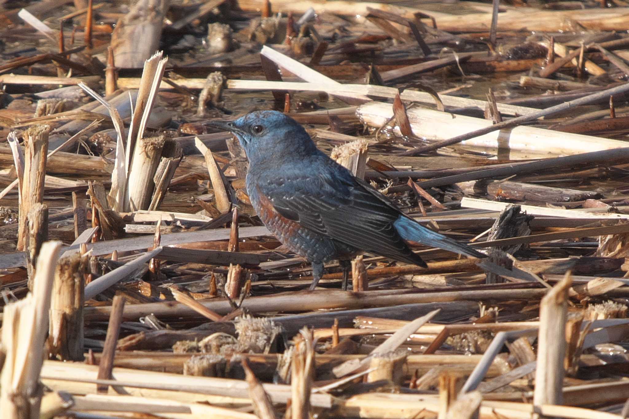 Photo of Blue Rock Thrush at 池子の森自然公園 by Y. Watanabe