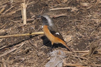 2024年2月7日(水) 池子の森自然公園の野鳥観察記録