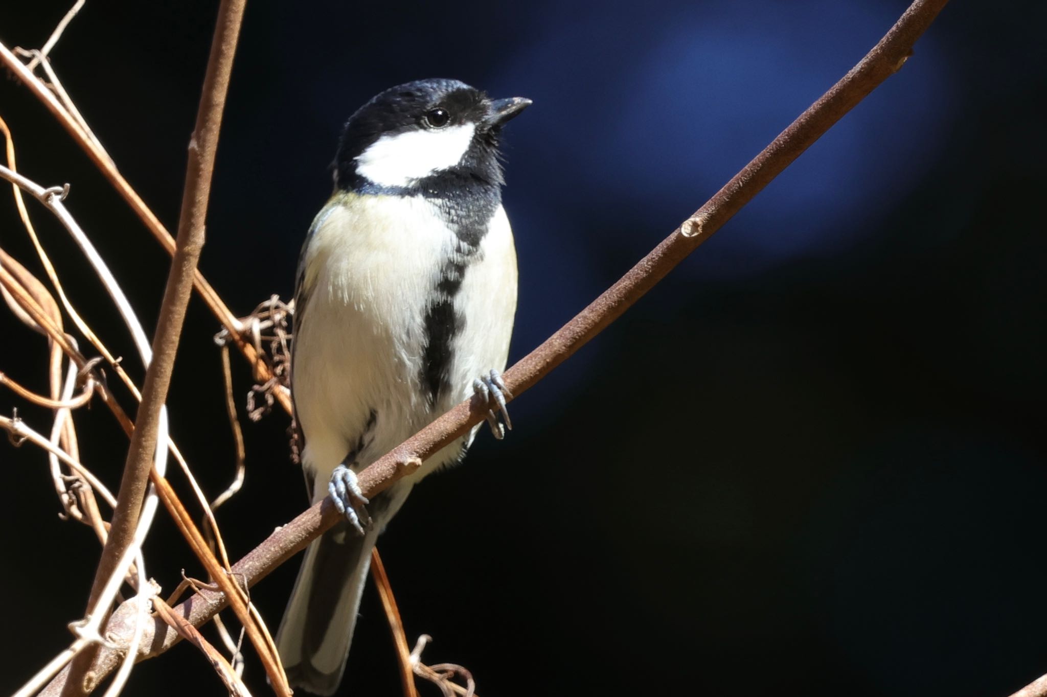 Japanese Tit