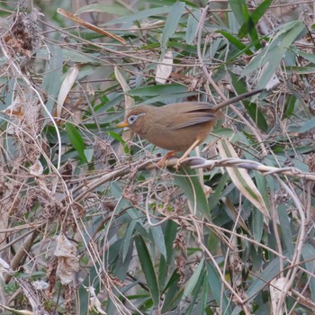 ガビチョウ 秋ヶ瀬公園(野鳥の森) 2024年1月28日(日)