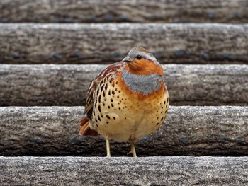 Chinese Bamboo Partridge 横浜市立金沢自然公園 Wed, 2/7/2024