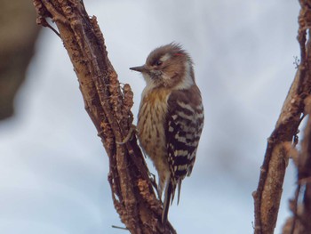 Japanese Pygmy Woodpecker 横浜市立金沢自然公園 Wed, 2/7/2024