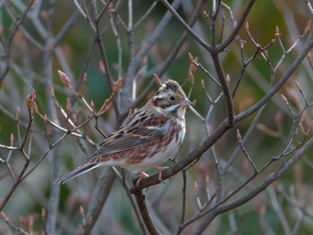 Rustic Bunting 横浜市立金沢自然公園 Wed, 2/7/2024