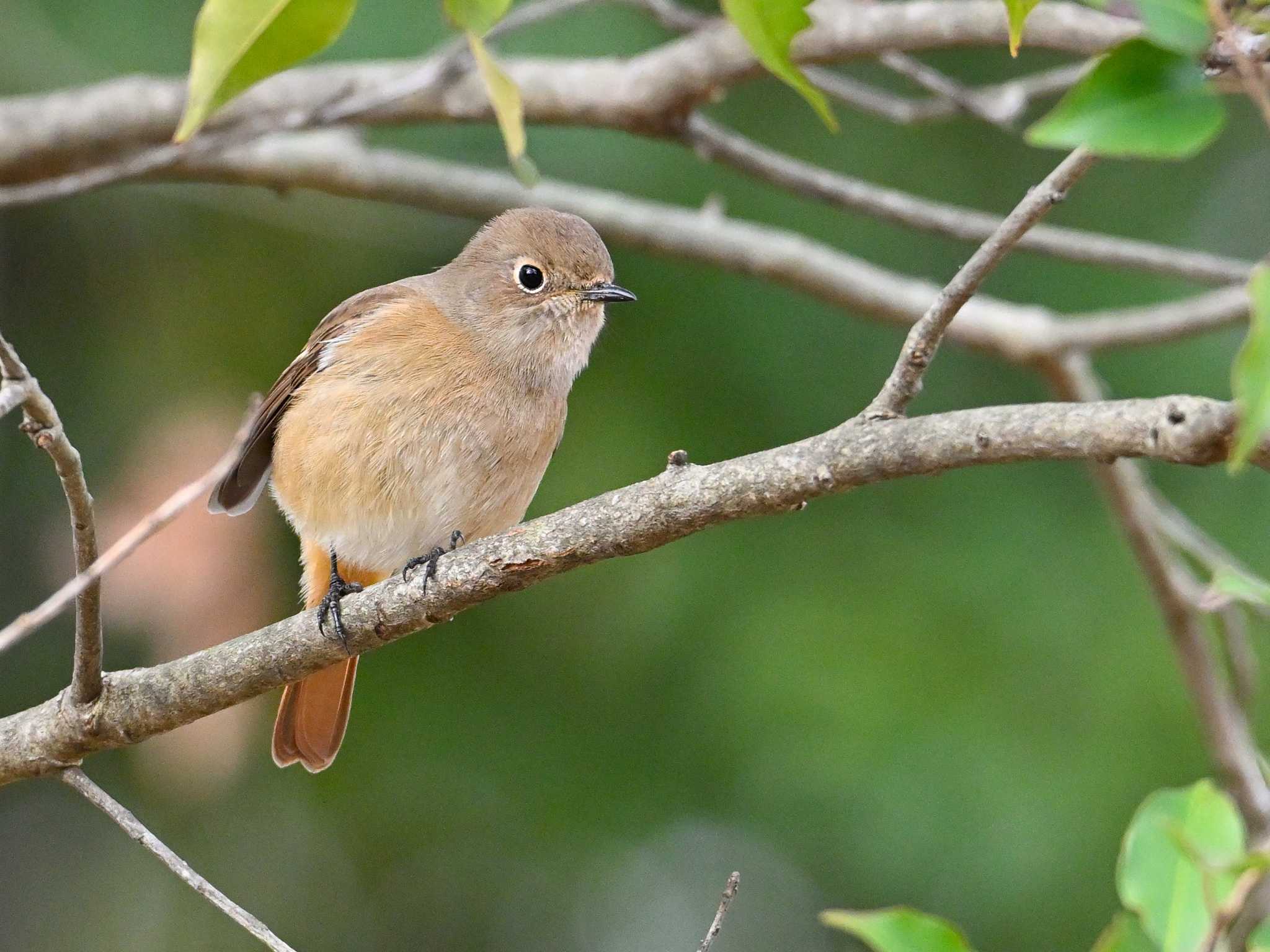 Daurian Redstart