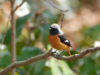 Daurian Redstart 稲佐山公園 Wed, 2/7/2024