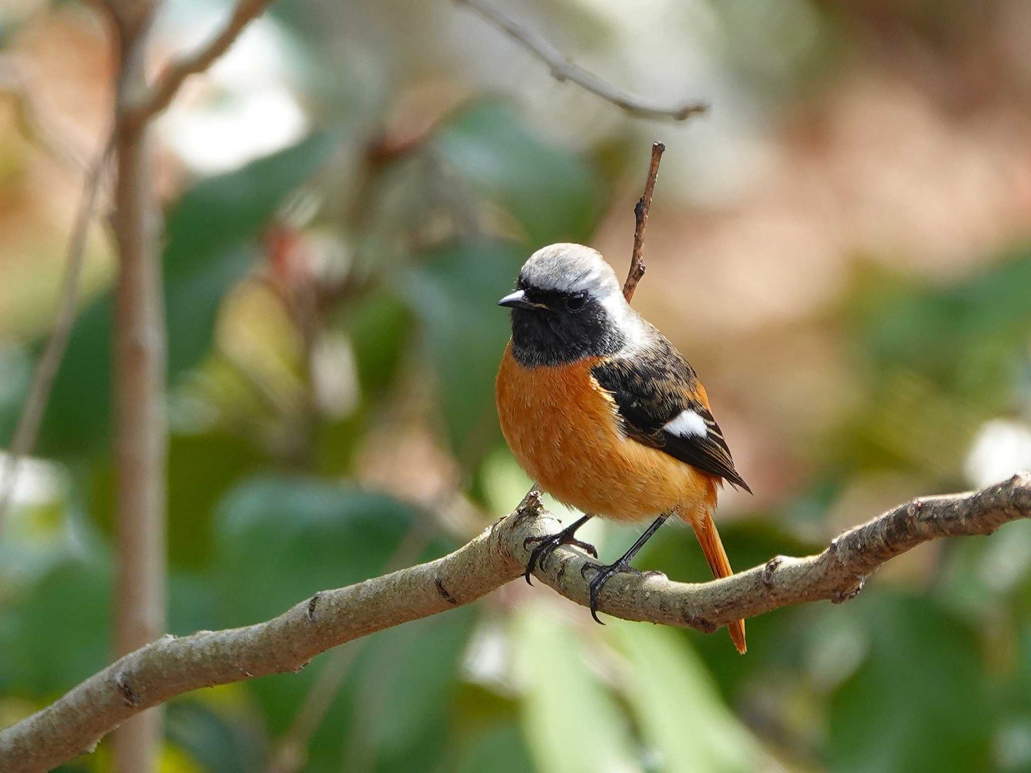 Photo of Daurian Redstart at 稲佐山公園 by M Yama