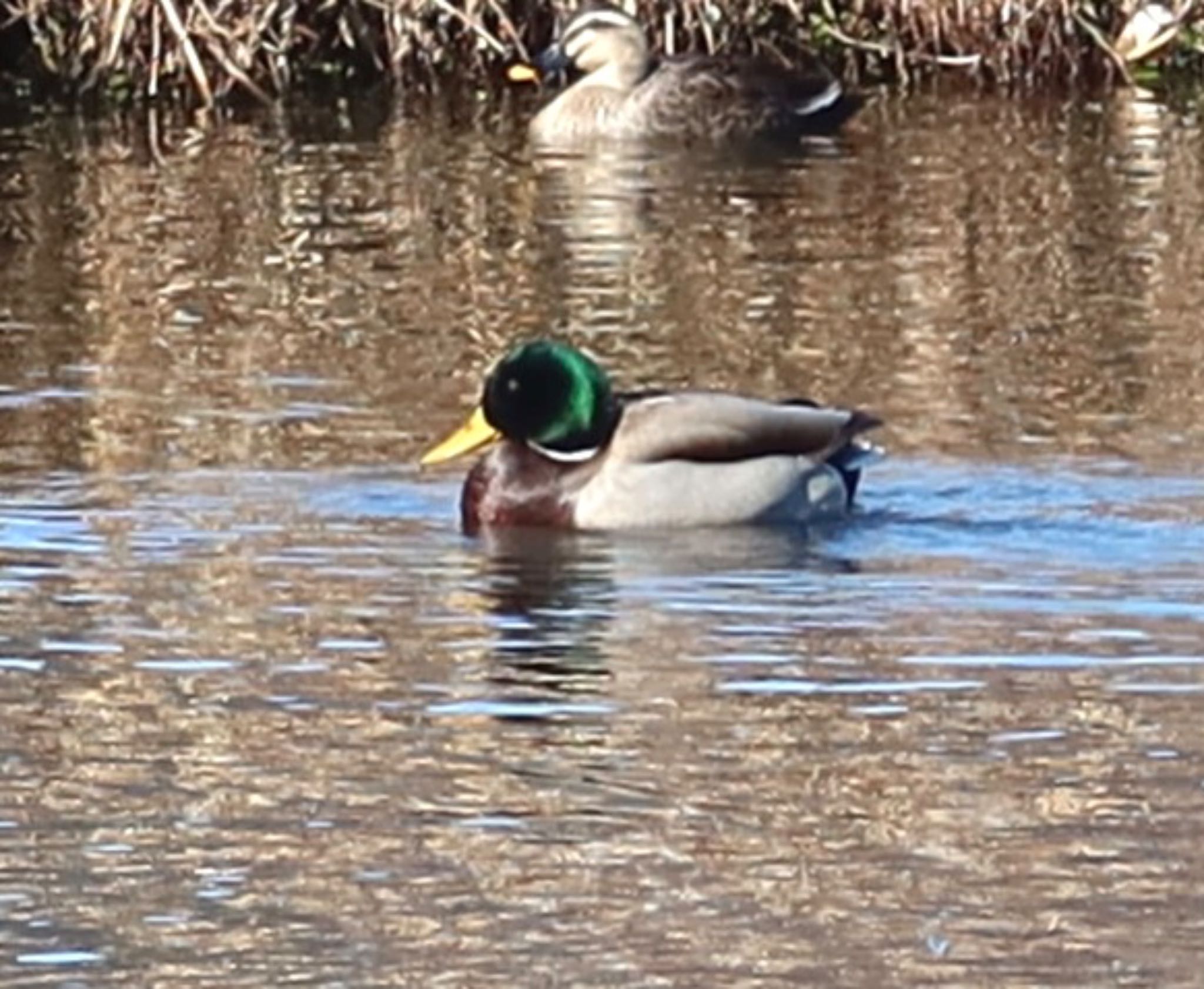 Mallard