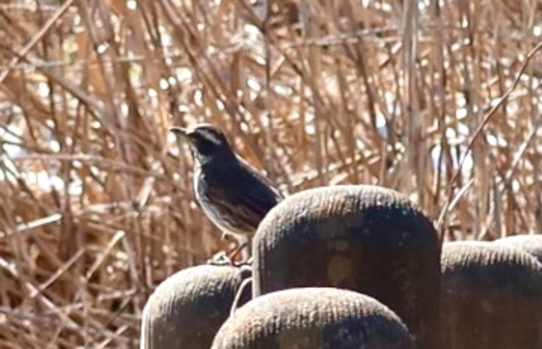 Dusky Thrush