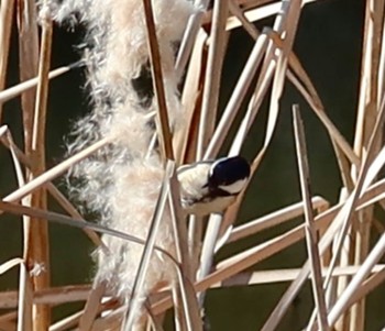 2024年2月7日(水) 長津川ふれあい広場の野鳥観察記録