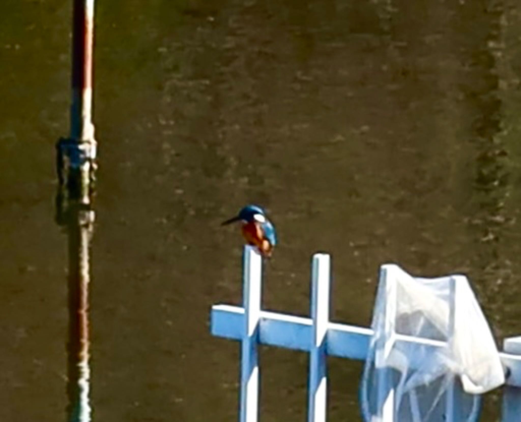 Common Kingfisher